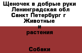 Щеночек в добрые руки! - Ленинградская обл., Санкт-Петербург г. Животные и растения » Собаки   . Ленинградская обл.,Санкт-Петербург г.